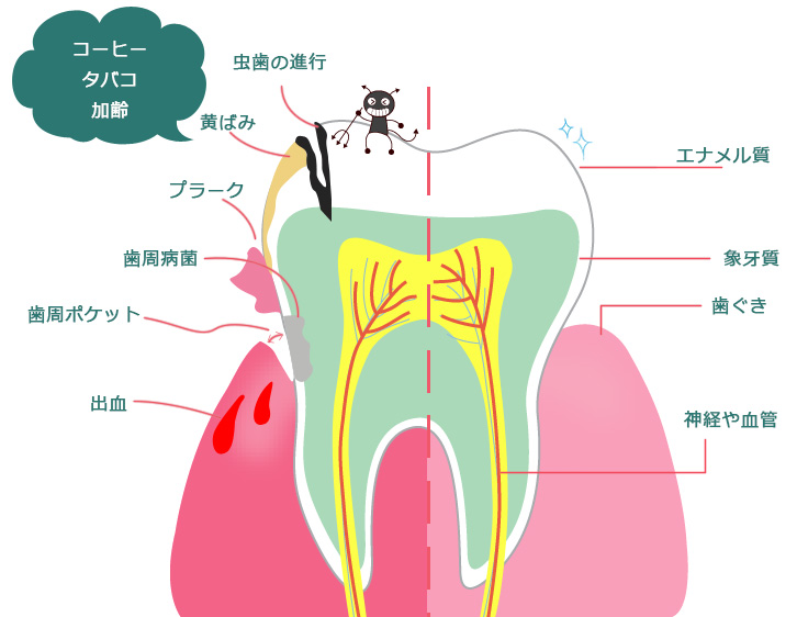 働き盛りのあなたのお口は大丈夫？　～年齢とともに増加するリスク～